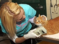 Cat being scanned